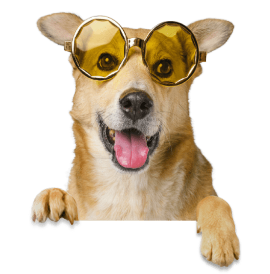 cute-smiley-dog-wearing-sunglasses-removebg-preview 1a 1
